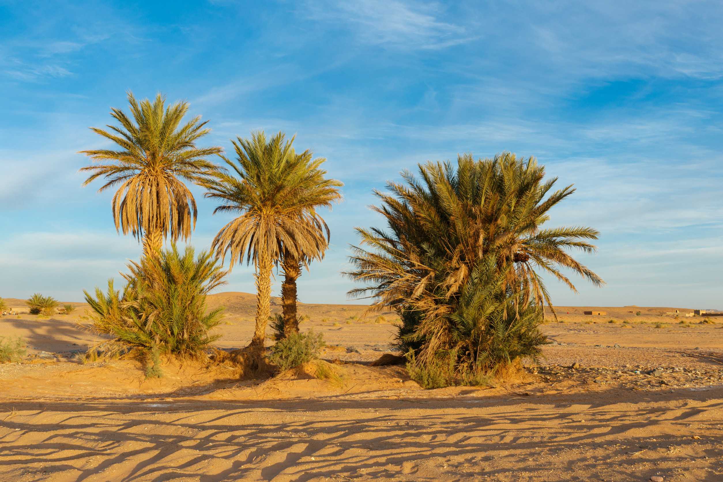Palm In The Desert Oasis Morocco Sahara Africa Dune