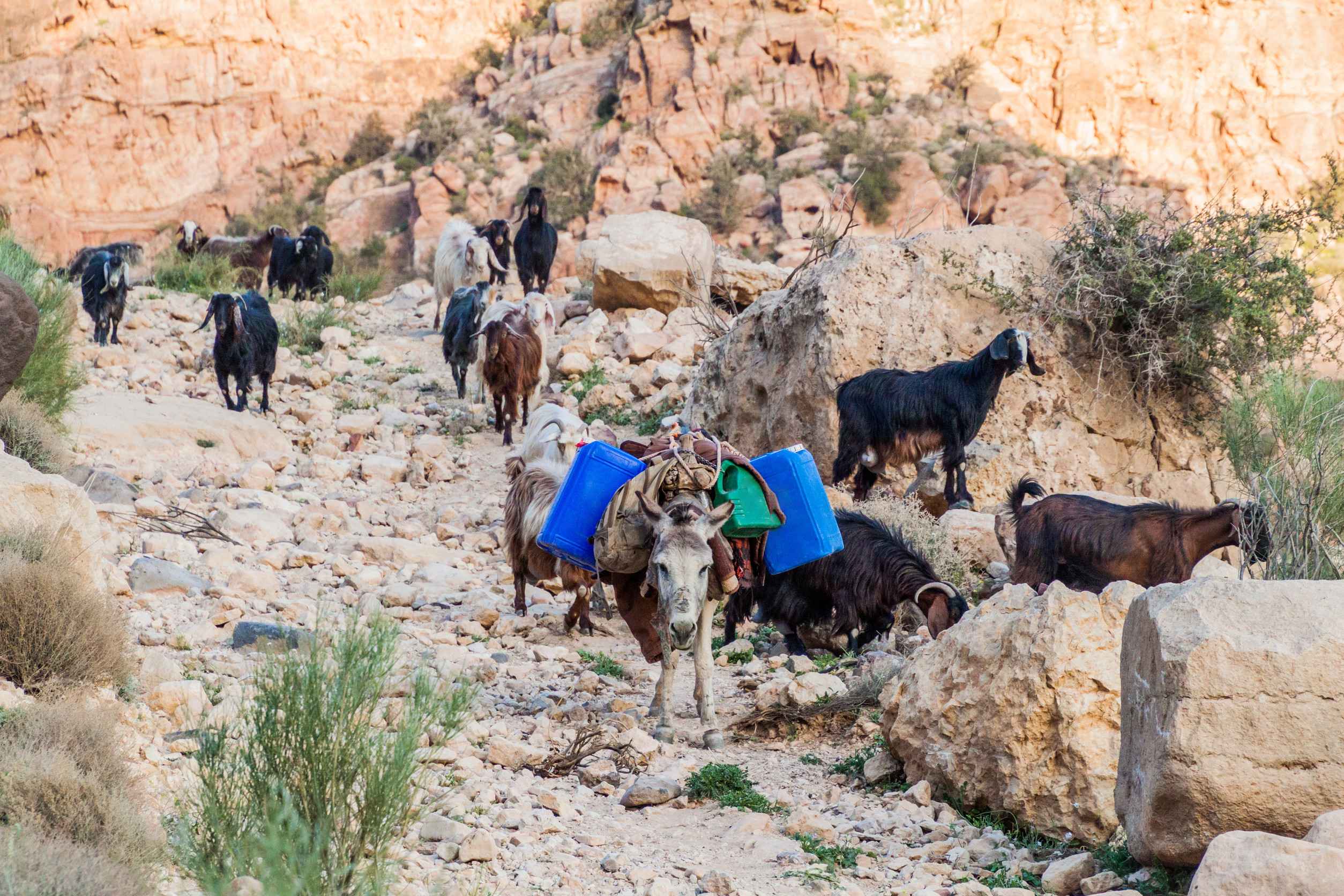 Wadi Dana canyon in Dana Biosphere Reserve, Jordan